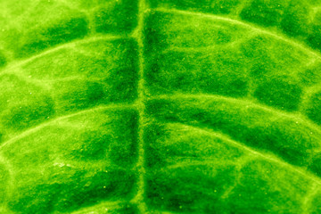 macro photo of green leaf