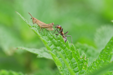 grasshoppers and ant on the green leaf macro detail 
