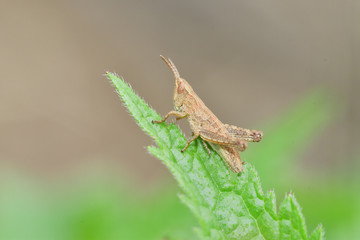grasshoppers to climb on the green leaf macro detail 