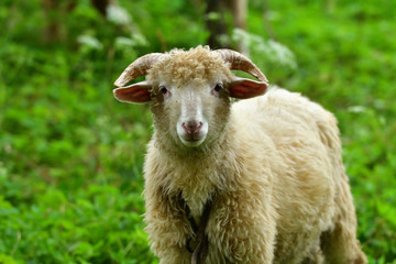 Aries with antler grazing the grass on meadow