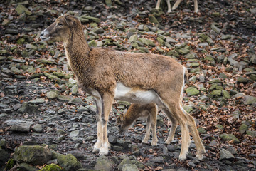 fellow deer mammal woods © Tomasz
