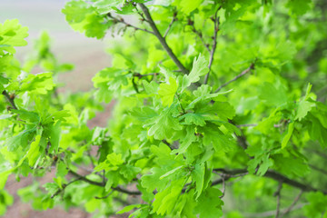 Young green oak leaves in a spring.