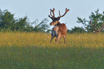 Deer buck with growing antler grazing the grass 