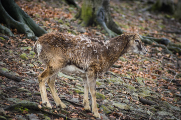 fellow deer mammal woods © Tomasz