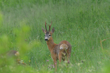 Naklejka na ściany i meble Young small roedeer with antler walking the meadow close up 