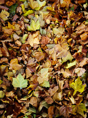autumn leaves texture