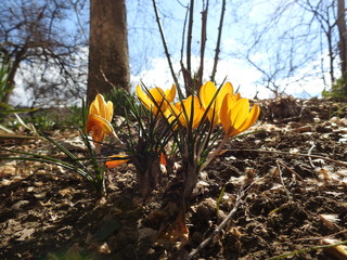 Unusual yellow flowers in the sun in spring