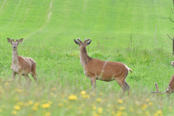 Naklejka na ściany i meble Deer buck with growing antler grazing the grass 