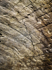 wood tree texture