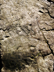 wood tree texture