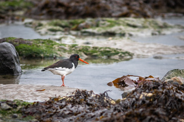 Oystercatcher bird on a beach