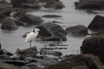 Little Egret