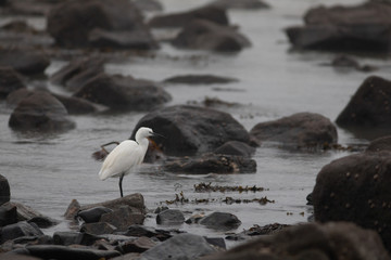 Little Egret