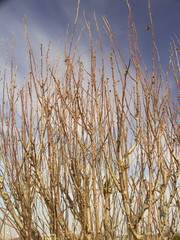 早春の木槿の枯れ木