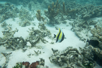 Fototapeta na wymiar Tropical coral reef fish