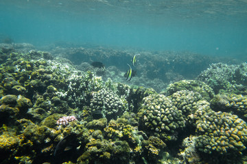 Tropical coral reef fish