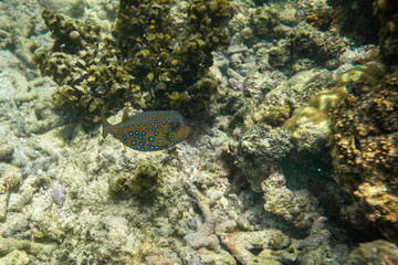 Tropical coral reef fish