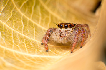 Close up of jumper spider on the dry leaf in Thailand