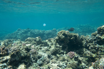 Naklejka na ściany i meble Tropical coral reef fish