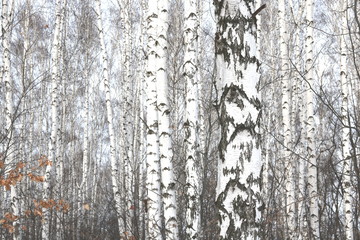 Obraz premium Beautiful birch trees with white birch bark in birch grove