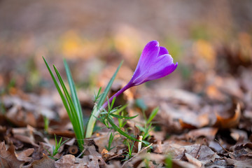 Spring flower snowdrop is the first flower in the end of winter and the beginning of spring.