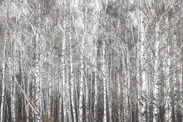 Beautiful birch trees with white birch bark in birch grove