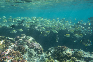 Fototapeta na wymiar Tropical coral reef fish