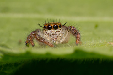 Close up of jumping spider colorful on nature green leaf plant background.