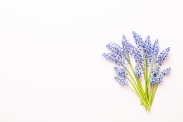 Spring blue muscari flowers. Muscari flowers on pink pastel background. Spring greeting card.