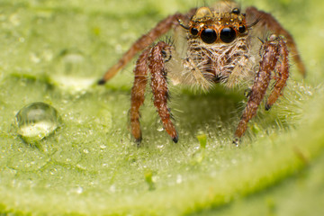 Close up of jumping spider colorful on nature green leaf plant background.