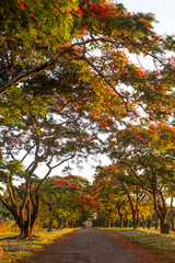 Fototapeta premium Red trees