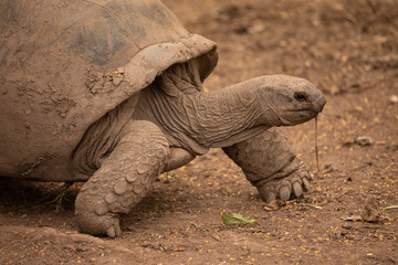 Obraz premium Giant tortoise