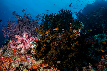 Fototapeta na wymiar Coral Reef at the Maldives 