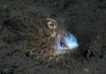 Amazing underwater world - Hairy frogfish - Antennarius striatus. Tulamben, Bali, Indonesia.