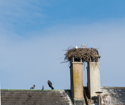 Sorch im Nest auf Kamin auf dem Hausdach 