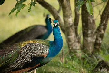 Naklejka premium peacock in the park