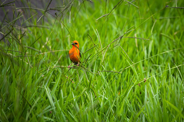 Mauritius red fody on a branch