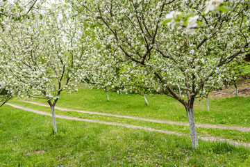 Blossoming apple trees in the springtime