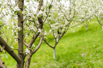 Blossoming apple trees in the springtime