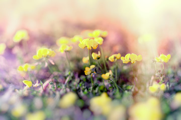Selective focus on yellow flower, flowering flowers in meadow