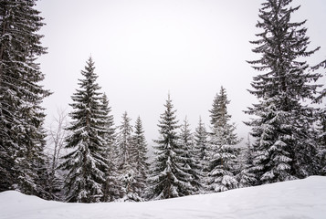 Snowy landscape - pine tree forest in a winter day