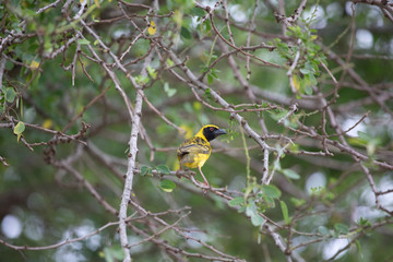 Village weaver bird on a tree