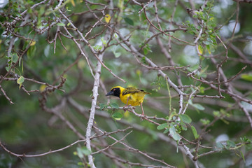 Village weaver bird on a tree