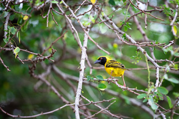Village weaver bird on a tree