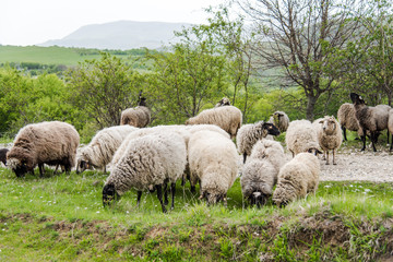 Fototapeta premium Sheep herd grazing fresh grass. Spring image. Bulgaria, Eastern Europe