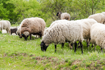 Sheep herd grazing fresh grass. Spring image. Bulgaria, Eastern Europe