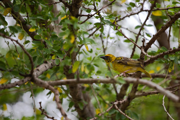 Village weaver bird on a tree