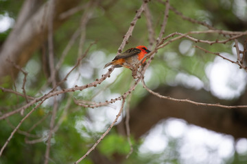 Mauritius red fody on a branch
