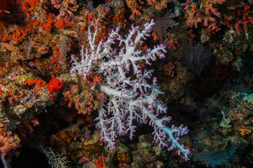 Coral Reef at the Maldives 