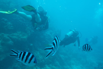 Obraz na płótnie Canvas tropical fish coral reef